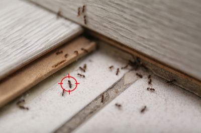 Ant Pest Control Methods That Target Colonies At The Source