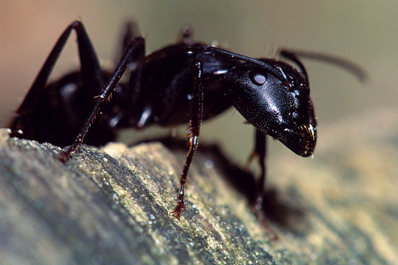 Carpenter Ant Extermination