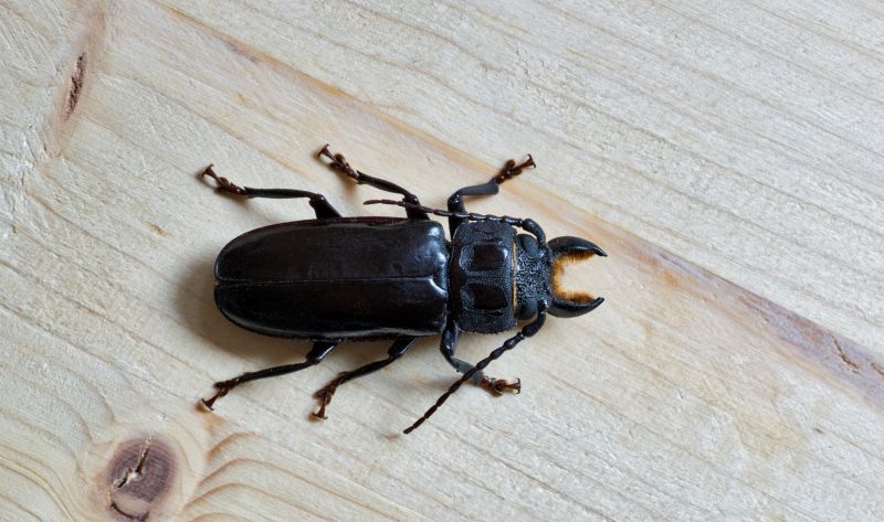 Carpet Beetle Removal