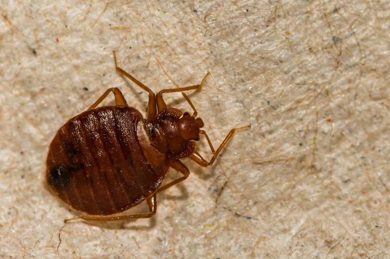 Common Bugs And Insects That Invade Homes