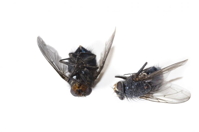 Fly Extermination
