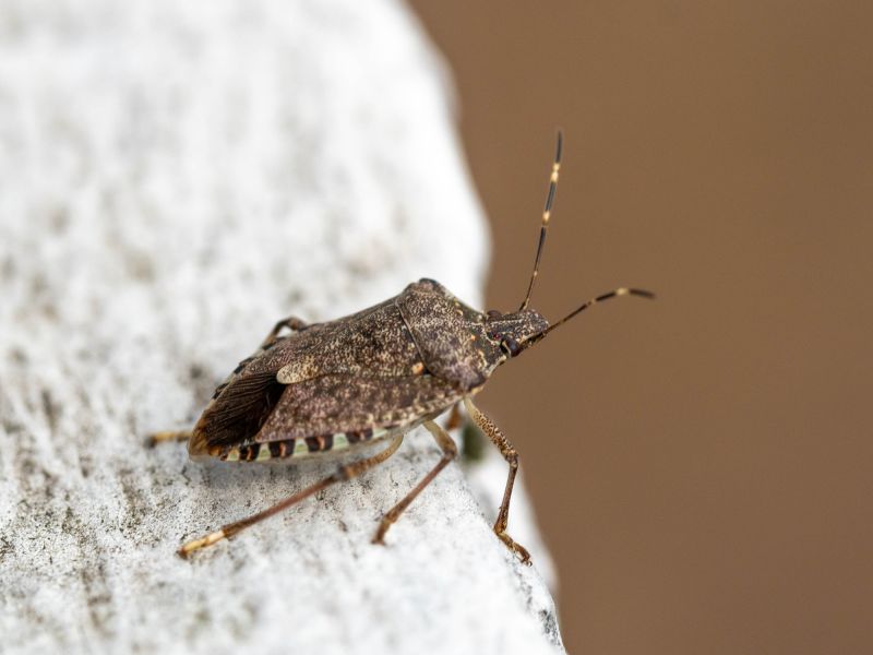 Health And Nuisance Issues Caused By Stinkbugs