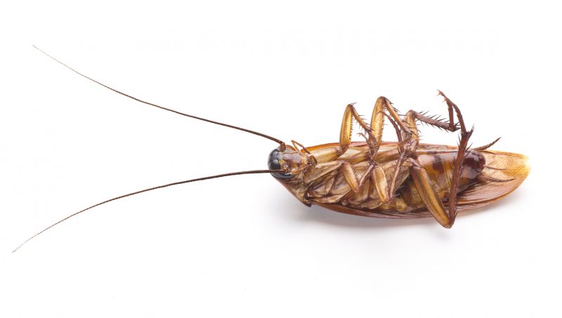 Health Risks Associated With Cockroaches Indoors