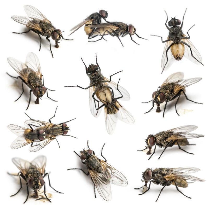 How Flies Impact Customer Experience