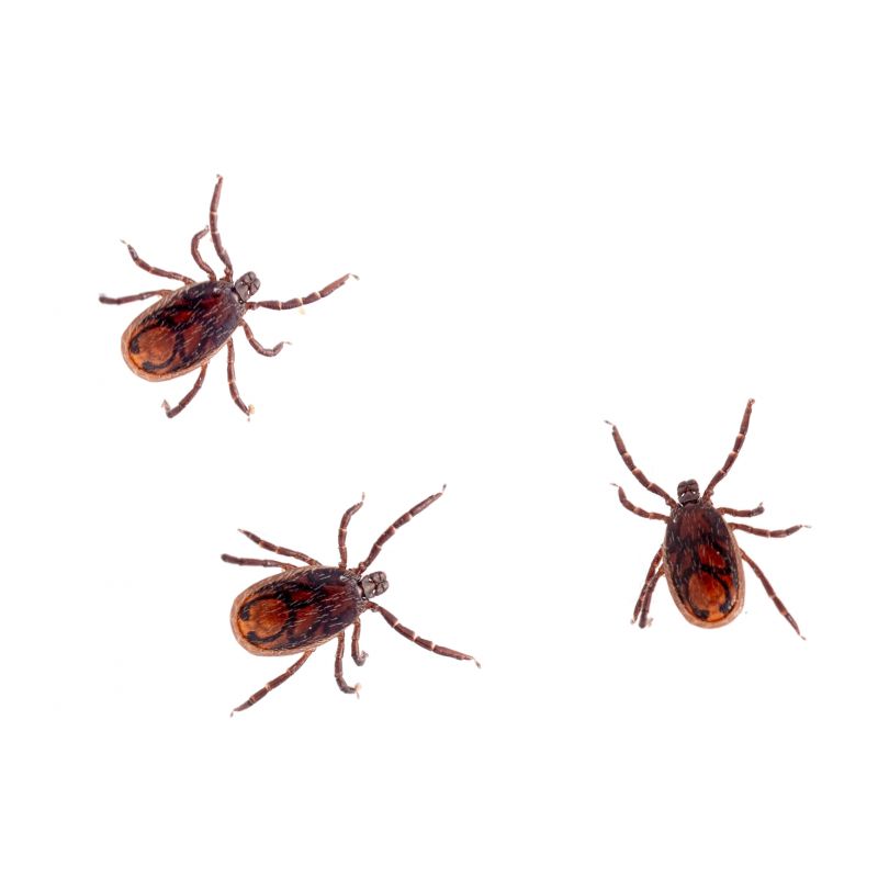 Fleas and Ticks