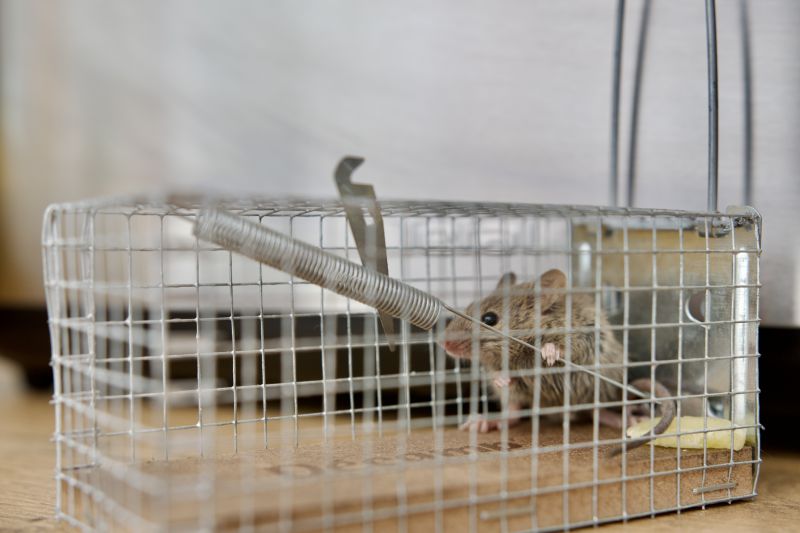 Rat Trapping Service