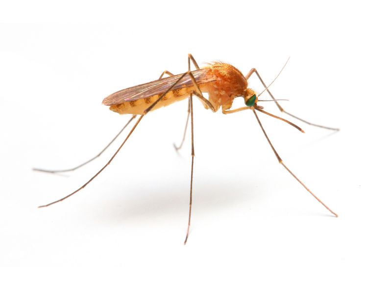 Signs You Need Fly Or Mosquito Control Services