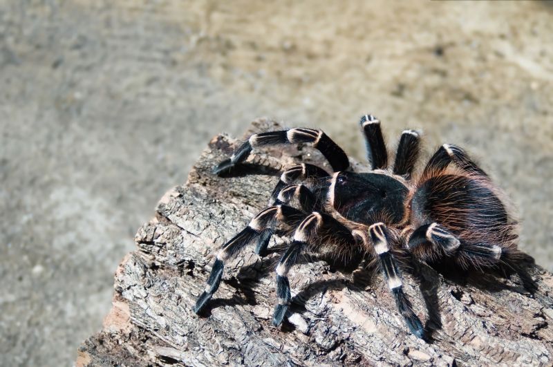 Tarantula Hawk Extermination