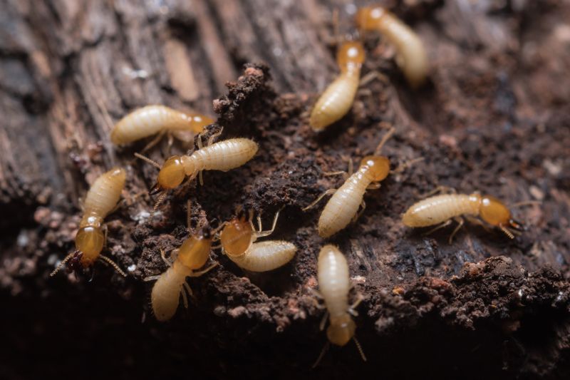 Termite Inspection Service