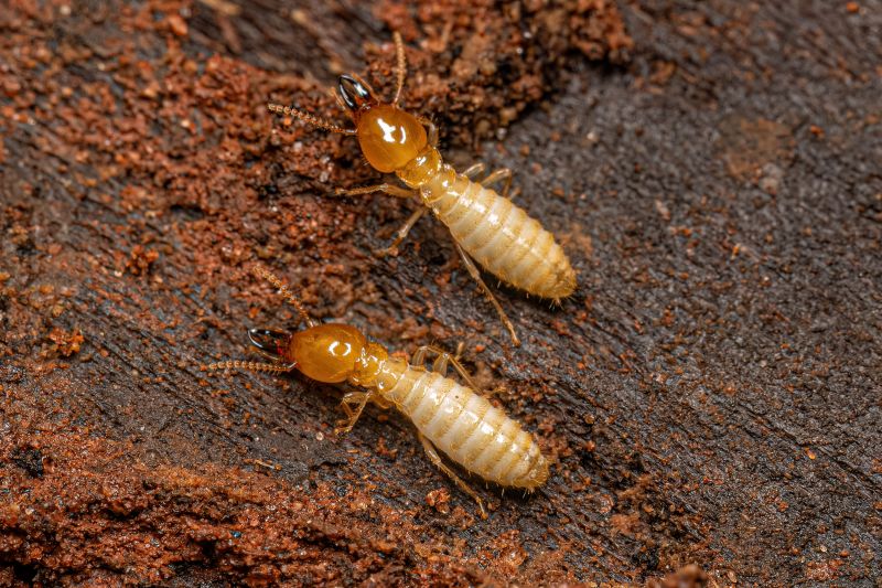 Termites Extermination