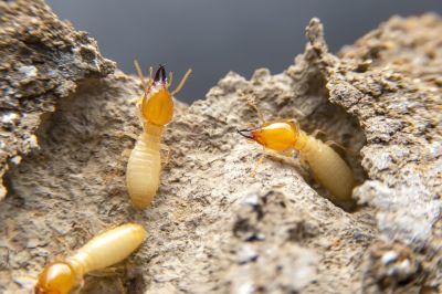 Winged Termite Extermination