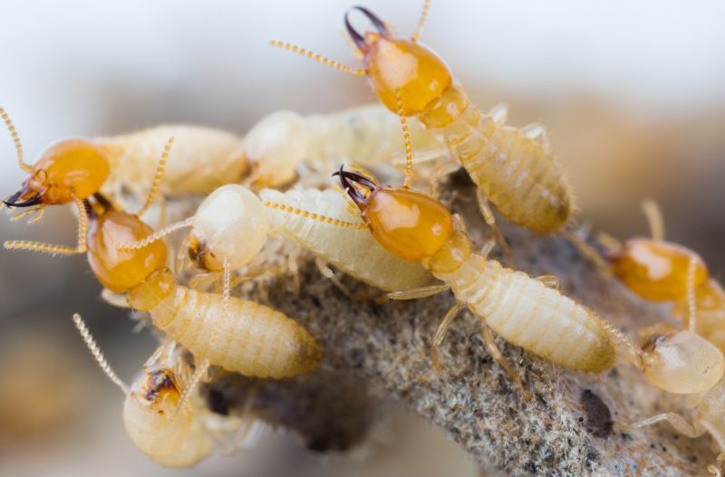 Winged Termite Removal